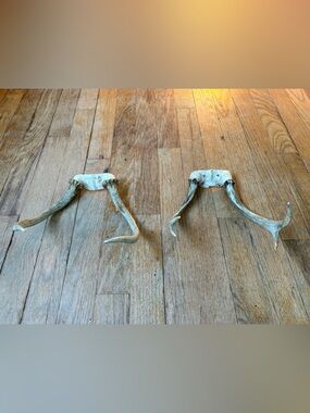 Set of Decorative Antlers